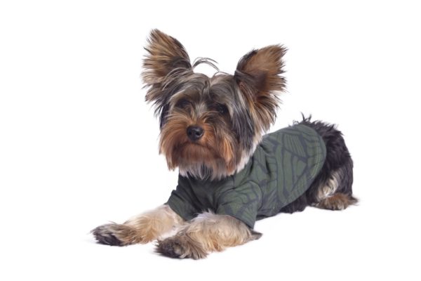Alqo-Wasi-t-shirt-seashell-green-mit-yorkshire-terrier