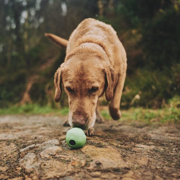 Beco Hundespielzeug Ball Grün in action
