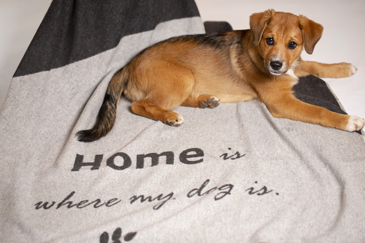 David-Fussenegger-Hundedecke-home-is-where-my-dog-is-mit-welpe