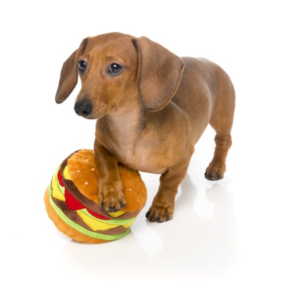 FuzzYard-Hundespielzeug-Hamburger-mit-Dackel