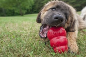 Leonberger puppy chewing on a red kong