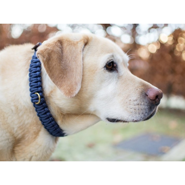 Molly-Stitch-Halsband-Touch-of-Leather-Navy-Gold-Labrador