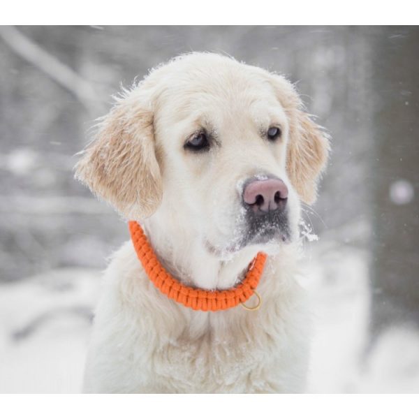 Molly-Stitch-Halsband-Touch-of-Leather-Pumpkin-Gold-Golden-Retriever