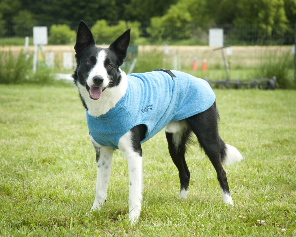 Chilly-Dogs-Bademantel-soaker-robe-Blau-Border-Collie