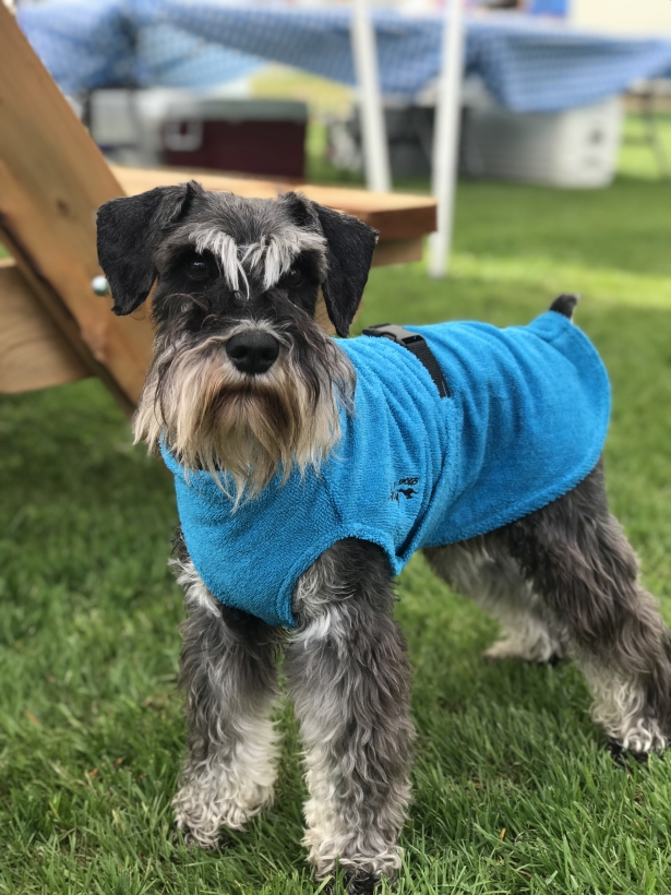 Chilly-Dogs-Bademantel-soaker-robe-Blau-Schnauzer