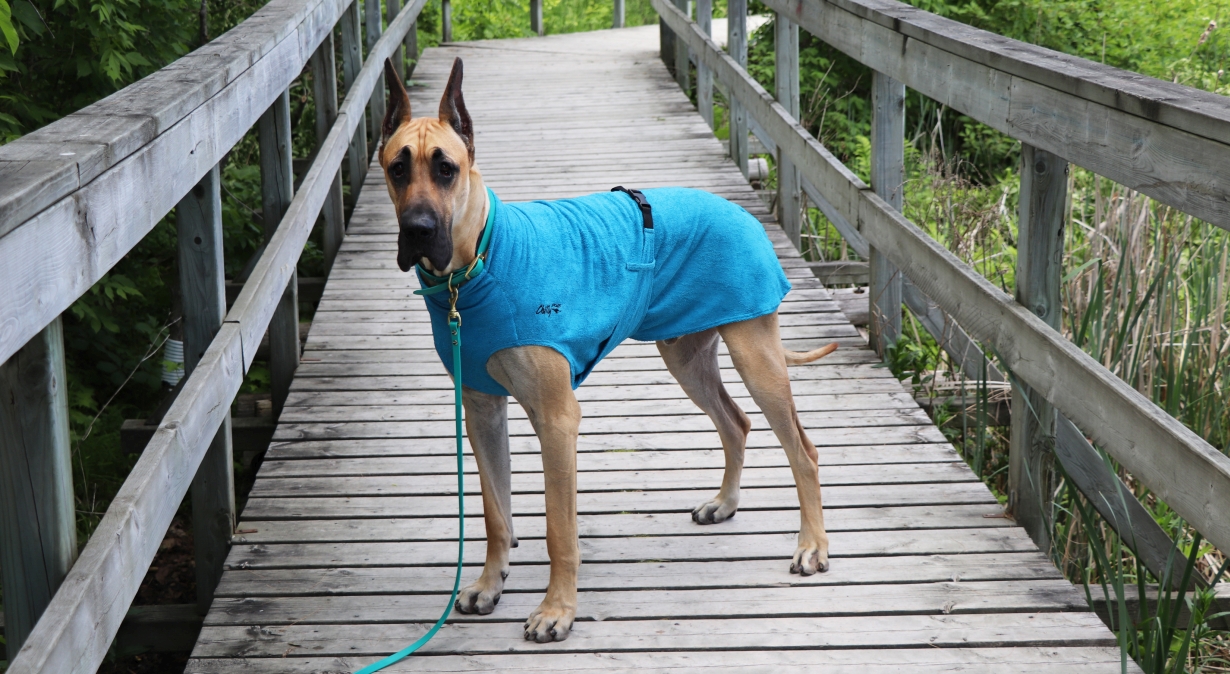 Chilly-Dogs-Bademantel-soaker-robe-Blau-deutsche-dogge-auf-steg