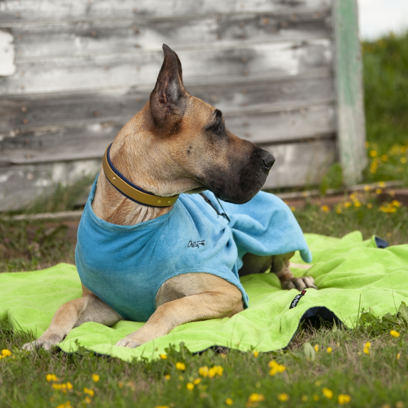Chilly-Dogs-Bademantel-soaker-robe-Blau-deutsche-dogge-liegend2