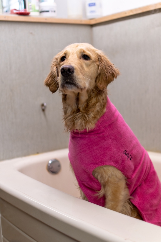 Chilly-Dogs-Bademantel-soaker-robe-Pink-golden-reatriever-in-badewanne