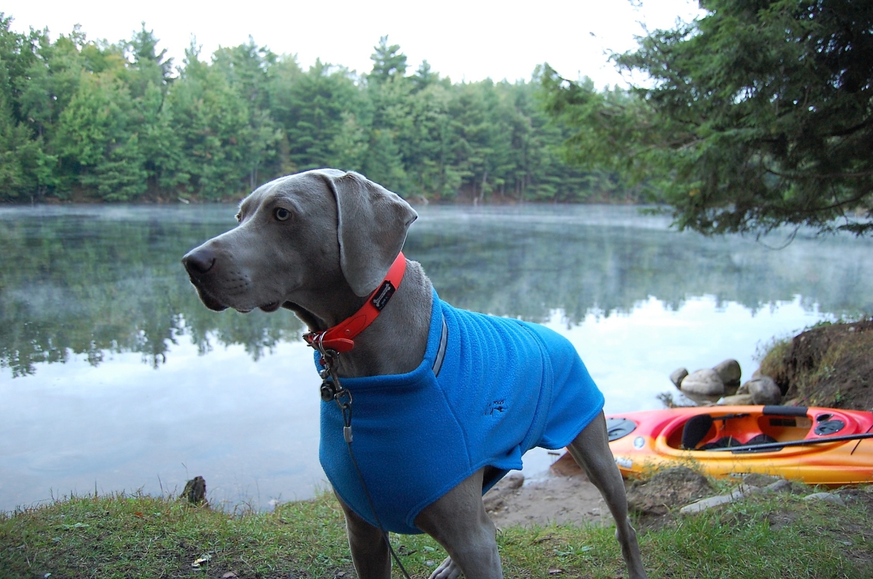 Chilly-Dogs-Chilly-Sweater-Blau-Weimaraner