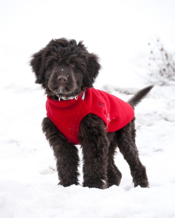 Chilly-Dogs-Chilly-Sweater-Rot-Wasserhund-Puppy-im-Schnee1