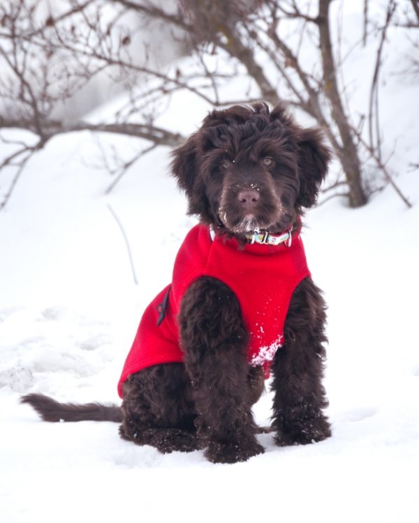 Chilly-Dogs-Chilly-Sweater-Rot-Wasserhund-Puppy-im-Schnee2