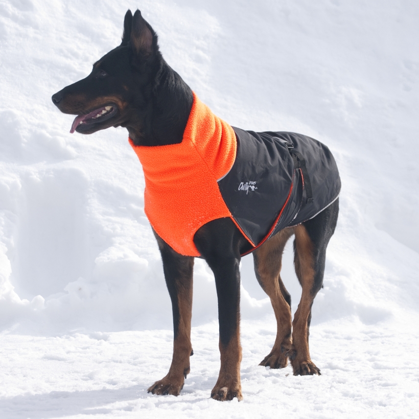 Chilly-Dogs-Great-White-North-Mantel-Orange-Schwarz-Hund-im-Schnee-Frontansicht