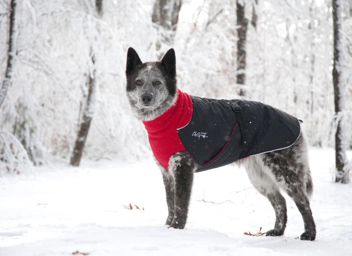 Chilly-Dogs-Great-White-North-Mantel-Rot-Schwarz-Hund-im-Schnee