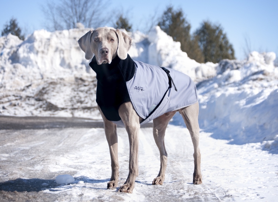 Chilly-Dogs-Great-White-North-Mantel-Schwarz-Grau-Weimaraner-im-Schnee