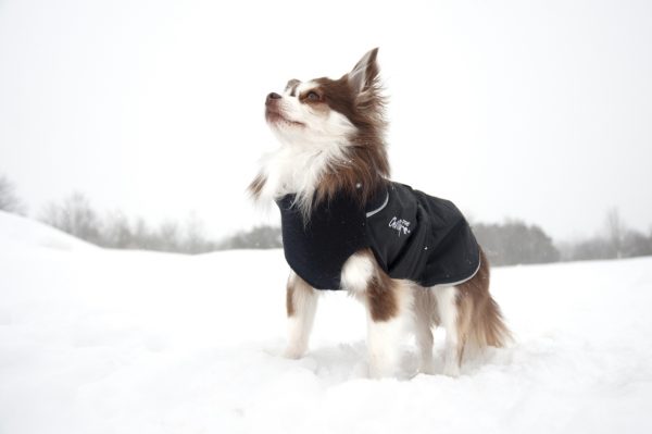 Chilly-Dogs-Great-White-North-Mantel-Schwarz-Schwarz-Chihuahua-im-Schnee