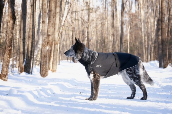 Chilly-Dogs-Great-White-North-Mantel-Schwarz-Schwarz-Hund-im-Schnee2