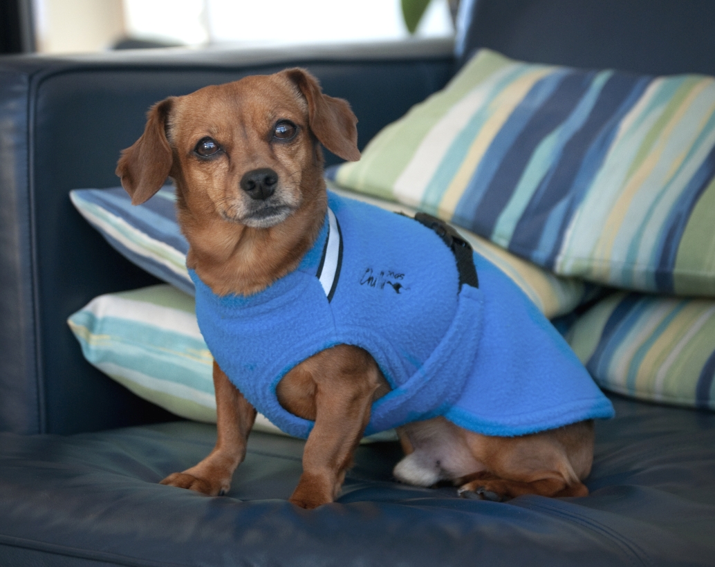 Chilly-Dogs-Chilly-Sweater-Blau-Dackelmix